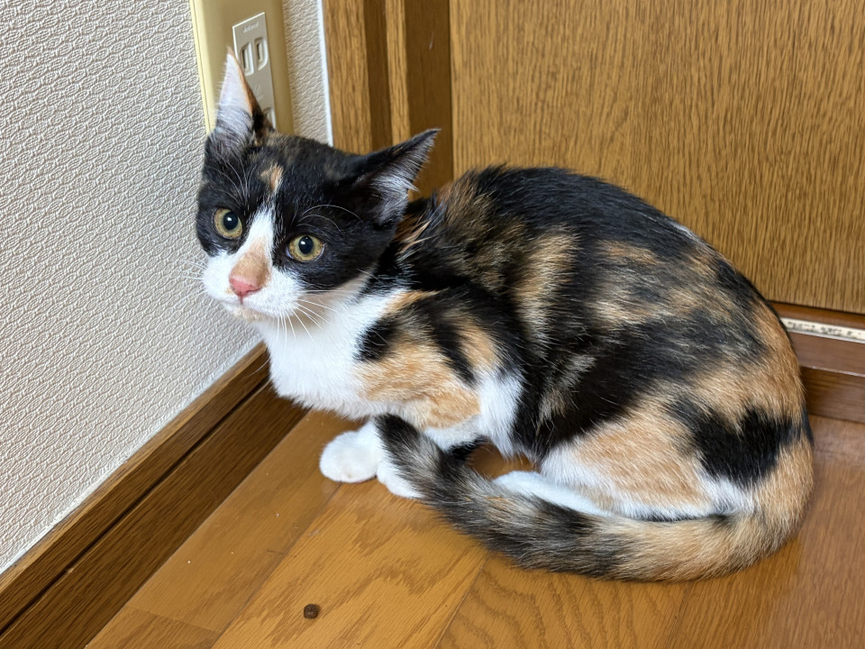 可愛い三毛猫の女の子