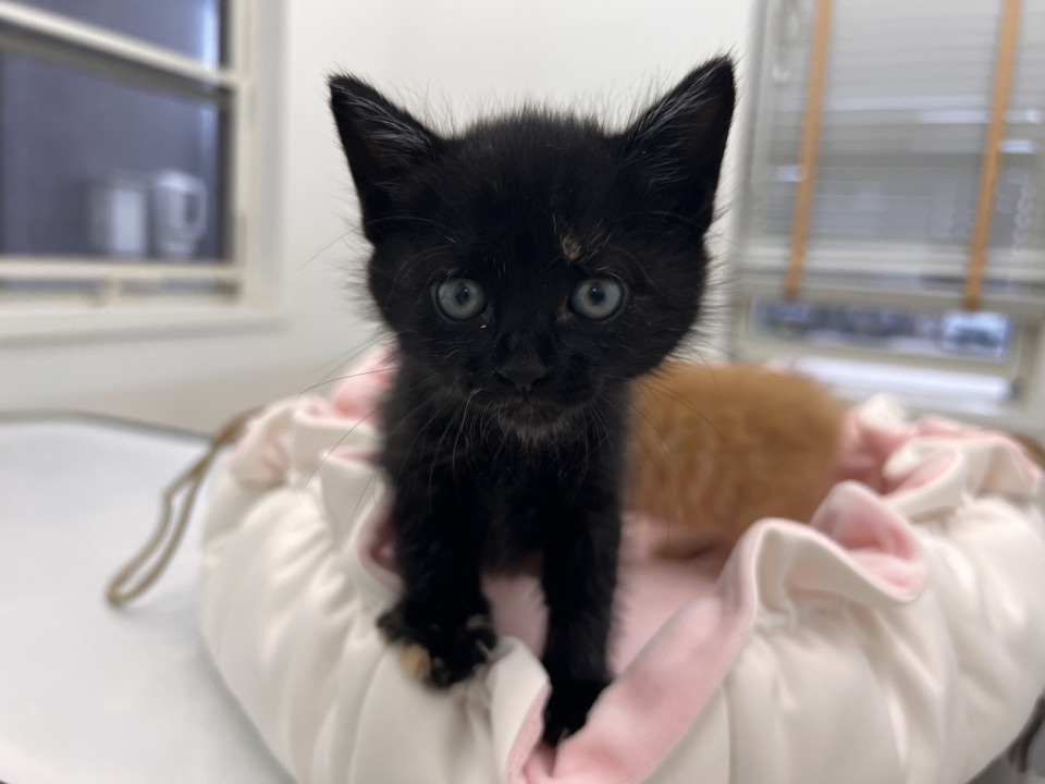 黒猫のようなサビの女の子