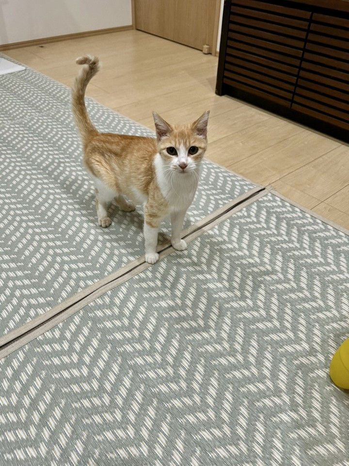 三兄弟の優しい母猫プリンちゃん