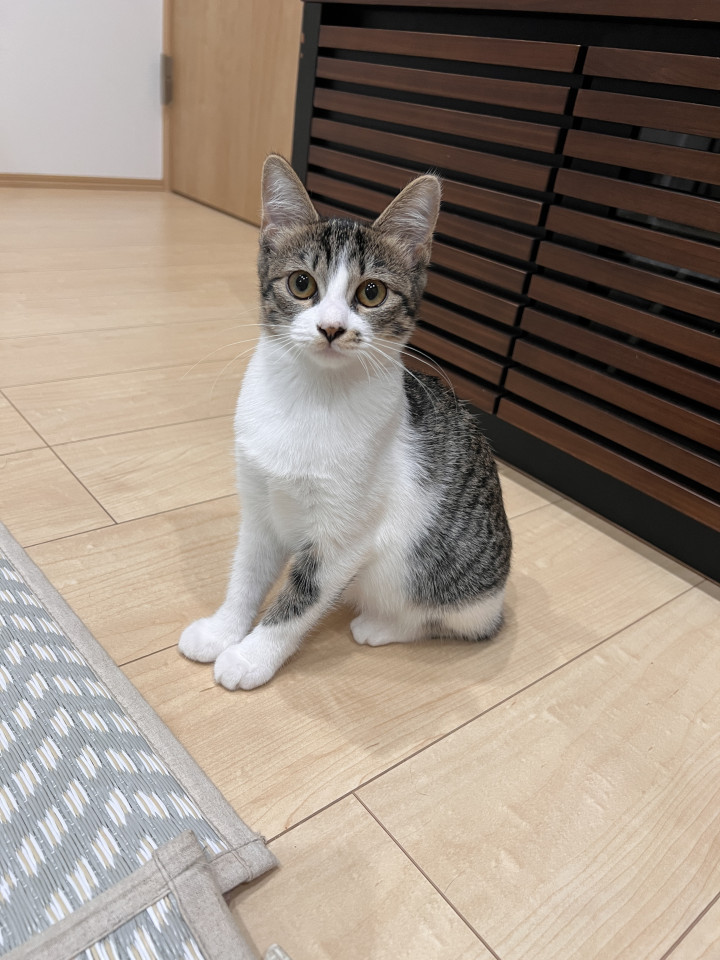 生後5ヶ月くらいのキジ白こころちゃん