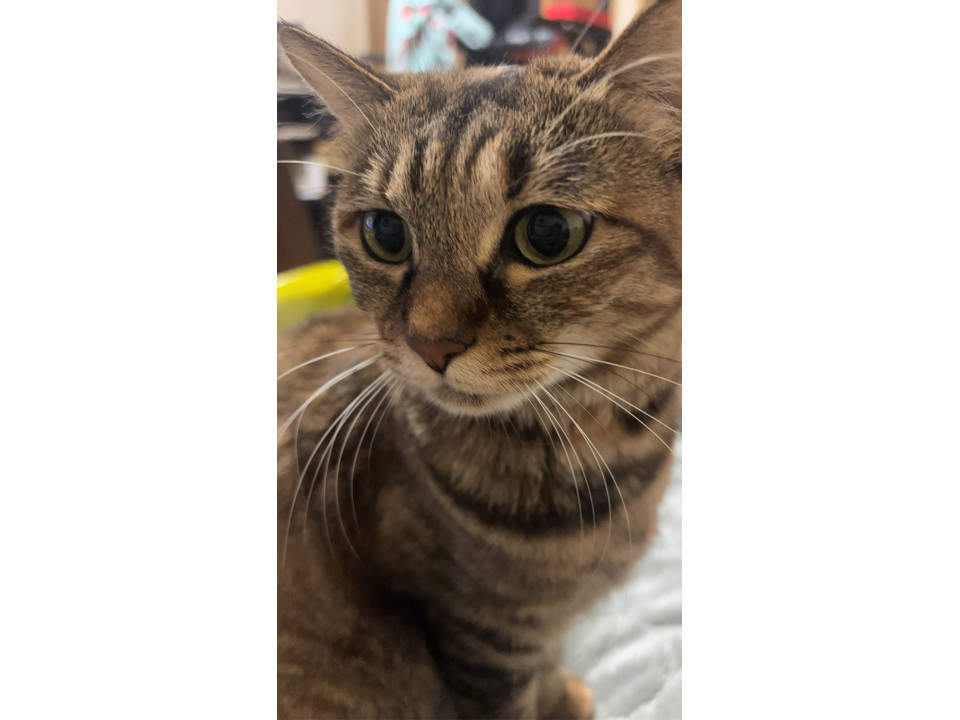 ツンデレな猫