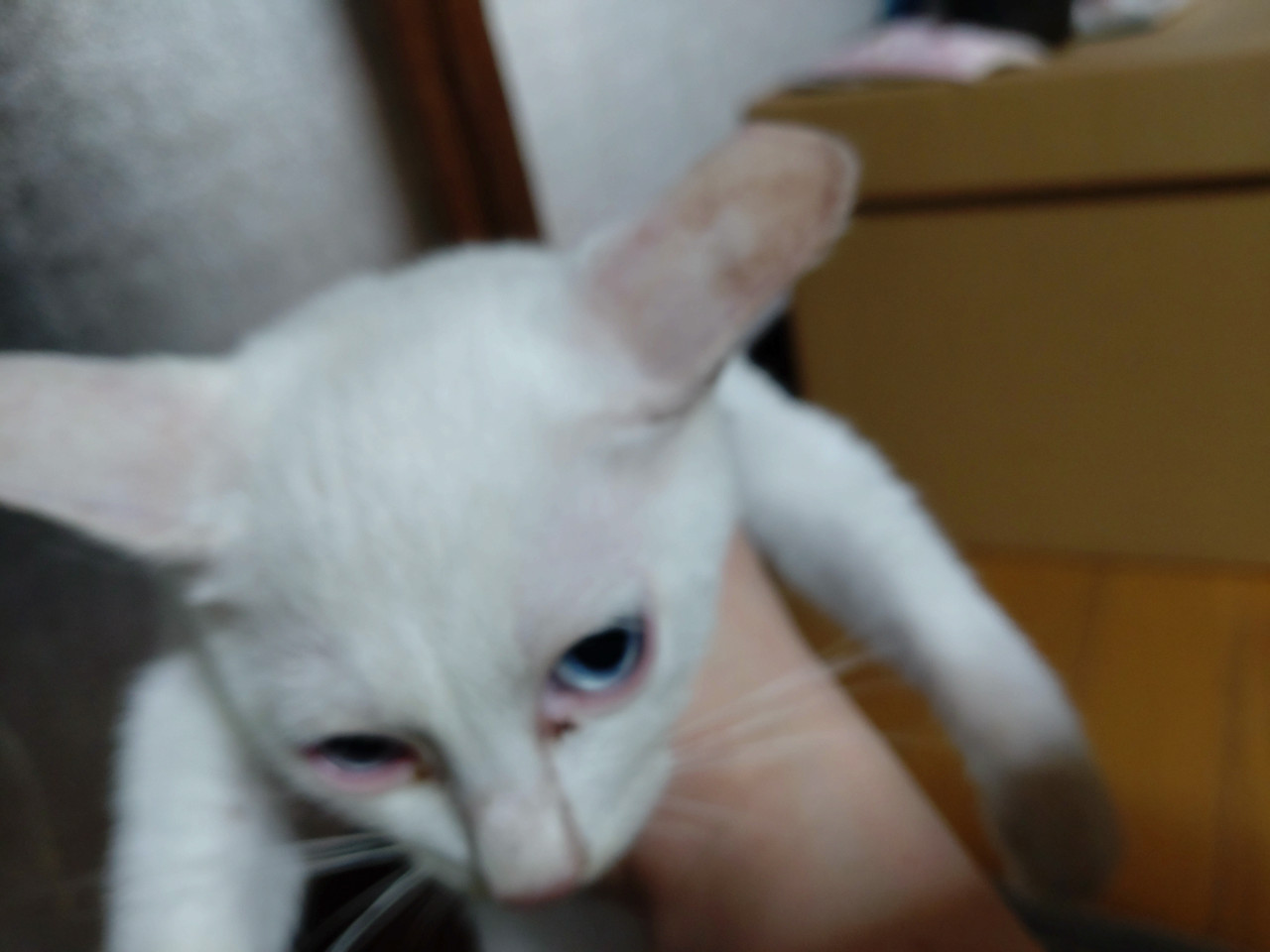 甘えん坊の子猫
