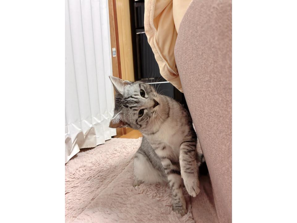 手のかからない優等生猫ちゃん