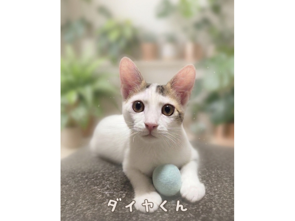 抱っこ大好きダイヤくん