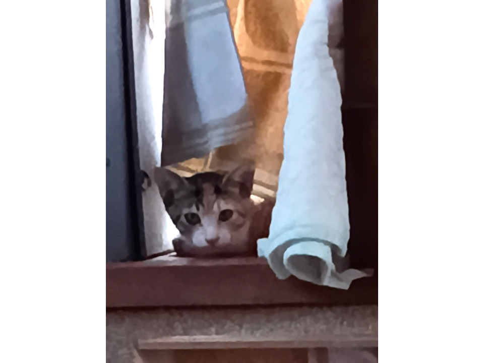 とっても可愛い子猫です