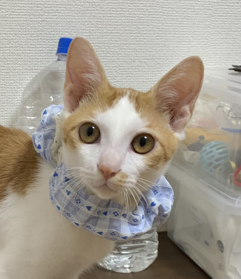 爽　一番お兄さん　元気いっぱいな茶白