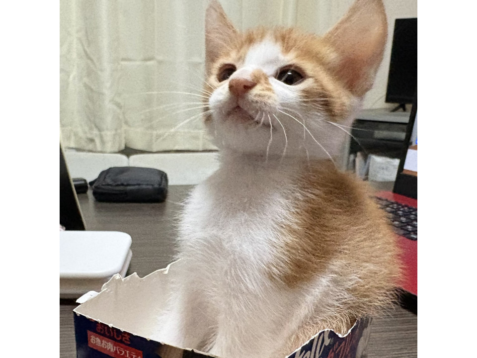 元気いっぱいな男の子
