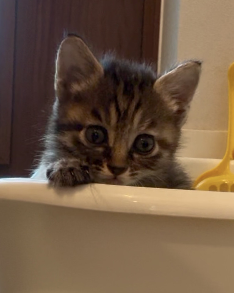 キジトラの子猫