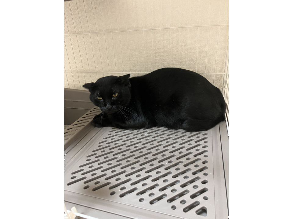 穏やかな黒猫くん
