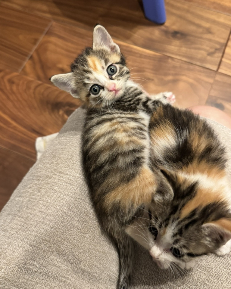 キジ多めの三毛の子猫