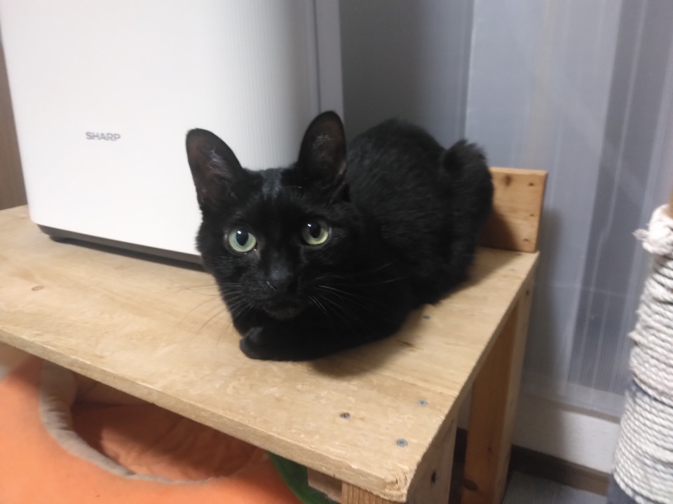 小柄なメス黒猫