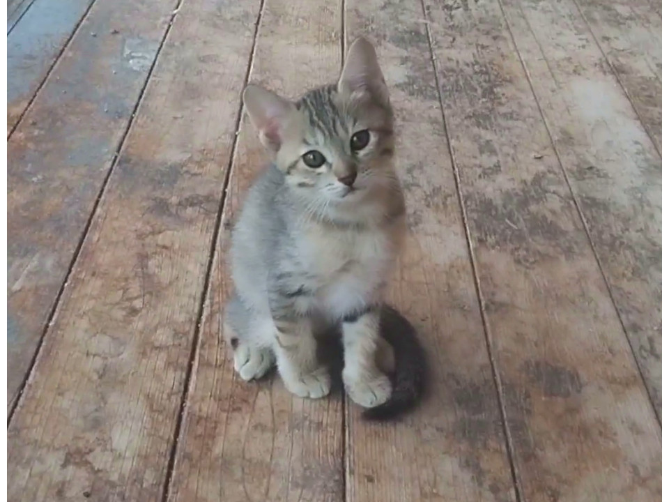 駆け寄って挨拶する可愛いキジ子ちゃん