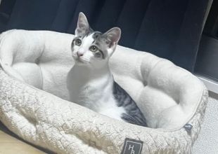 猫好きのためのSNS - 愛猫の日記や写真でユーザ交流
