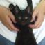 Pokkoさんの猫