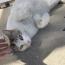 ミケ
