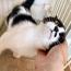 ごましおちゃん