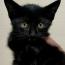 チビクロ