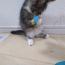 みみみゆきさんの猫