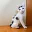 べこ