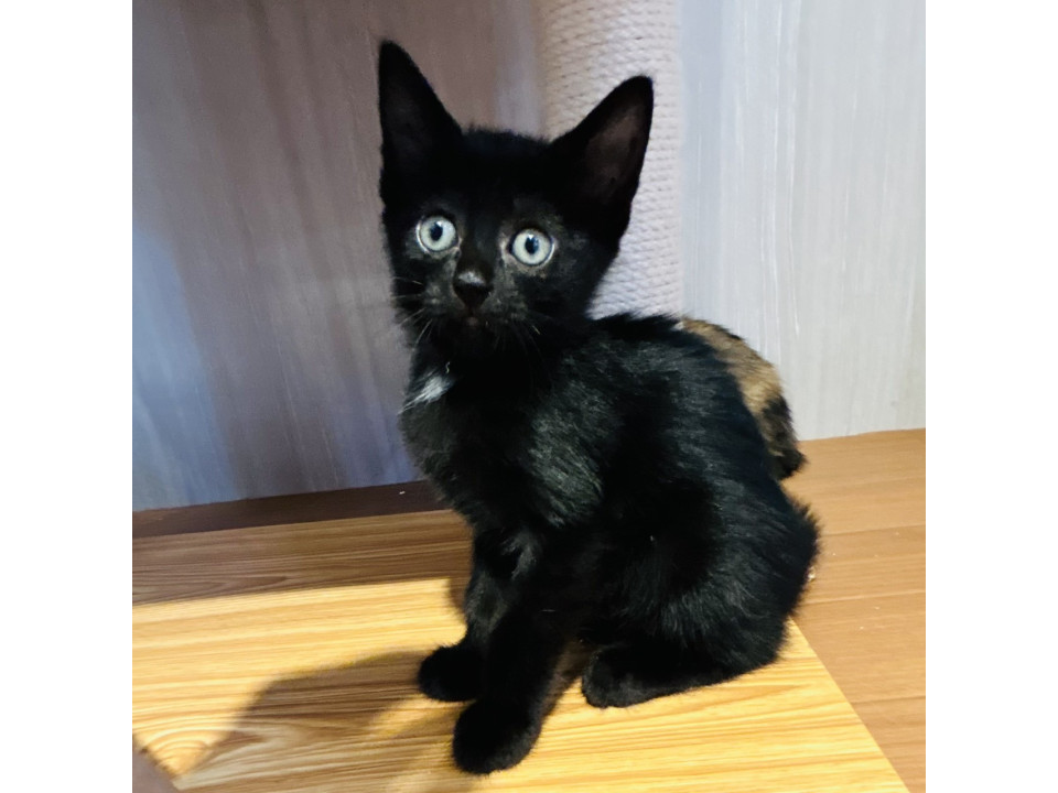 可愛い黒猫さん