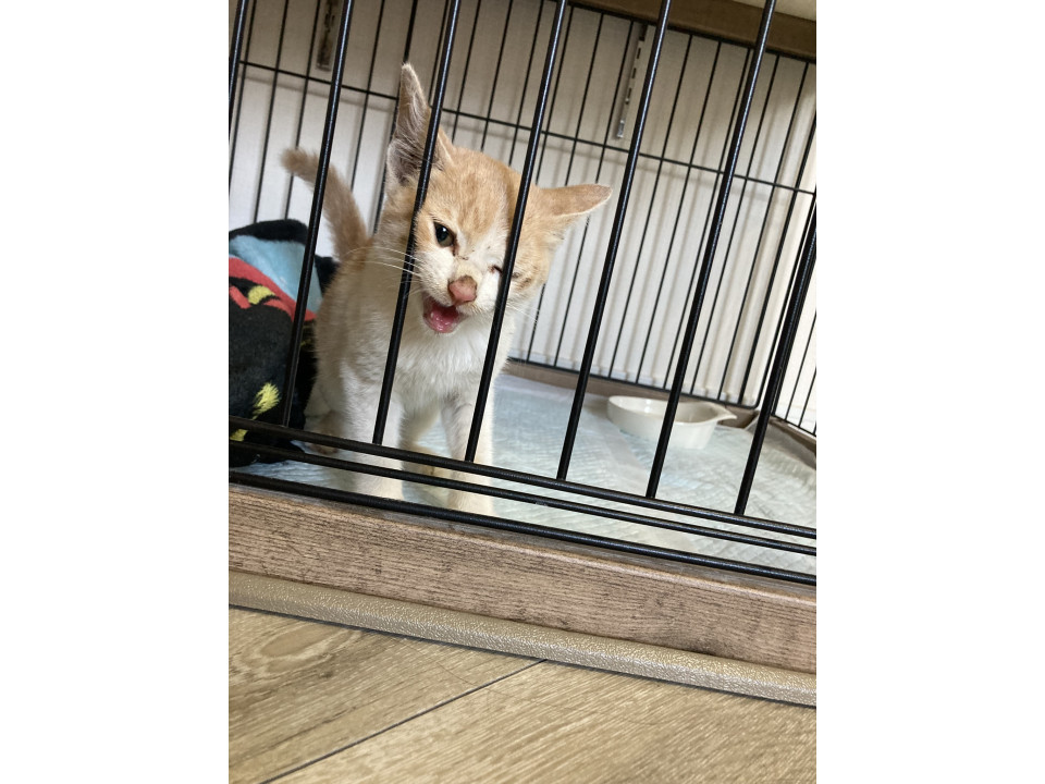ずっとついてきた子猫♡里親さん募集中