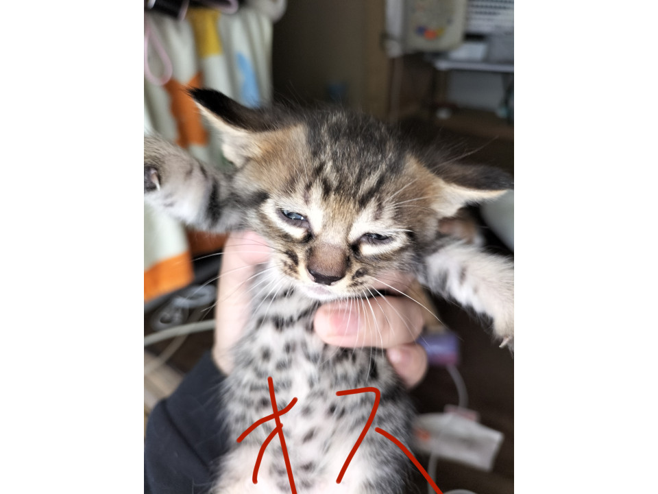 可愛い兄妹達です♡