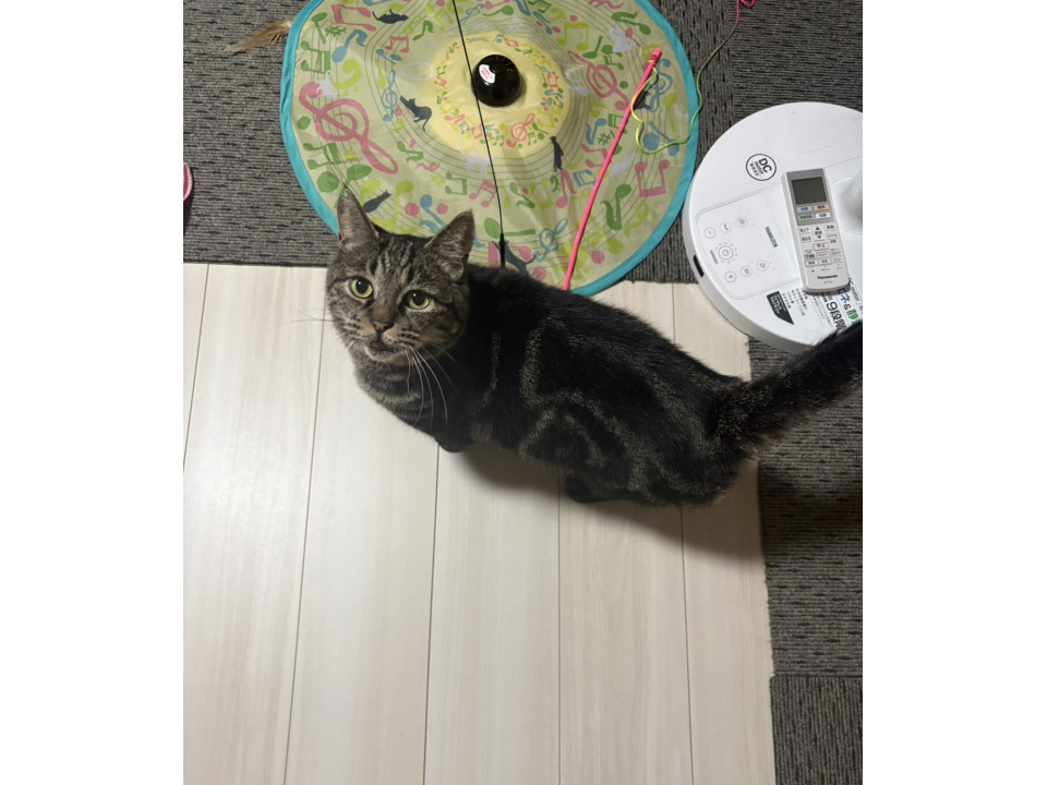 アメショ系ダブルキャリア　オス