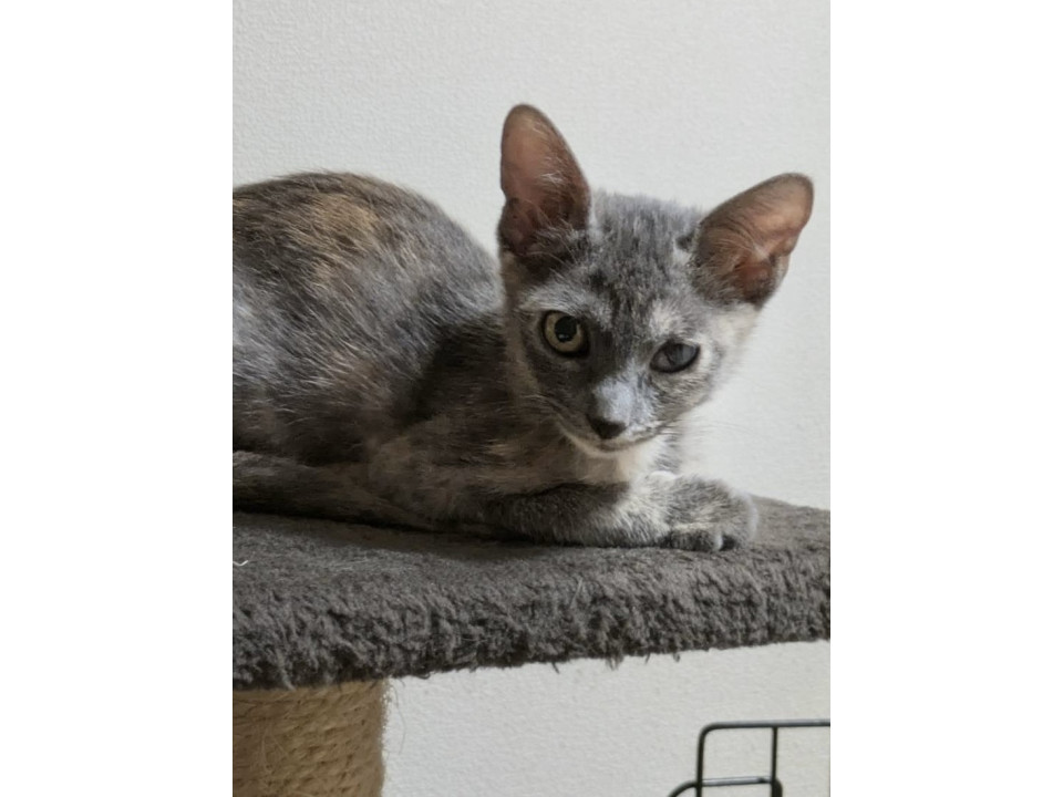 パステル風のサビ子猫さん
