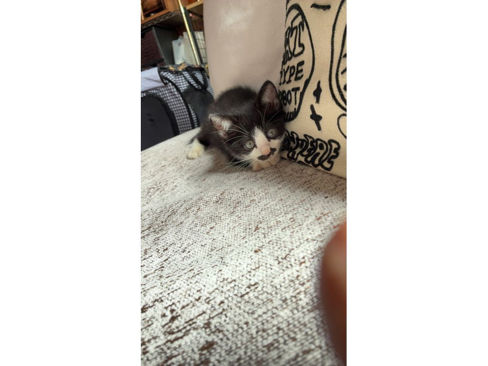 ちょびひげちょびちゃん