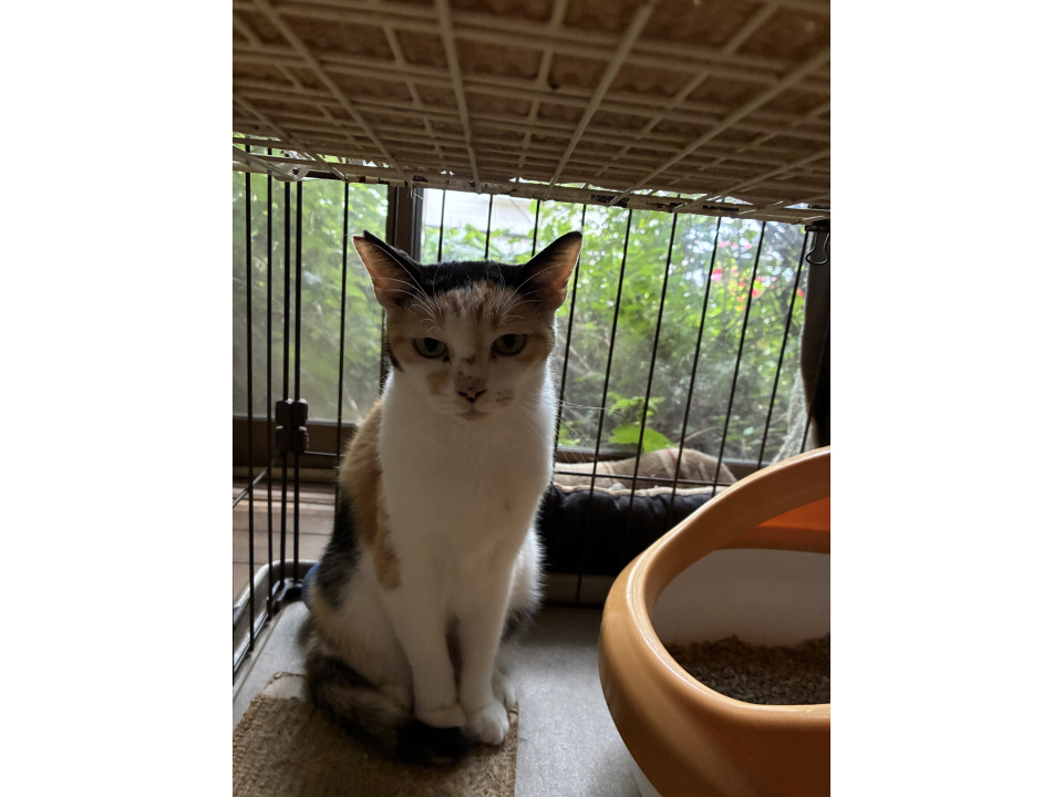 ツンデレのヅラ猫ちゃん