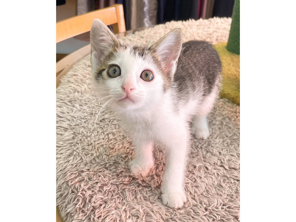 人間大好き、抱っこも大好き
