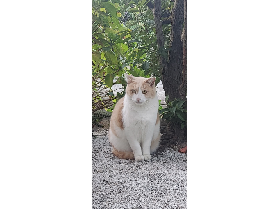 人大好き攻撃性０で猫嫌い一匹飼い必須