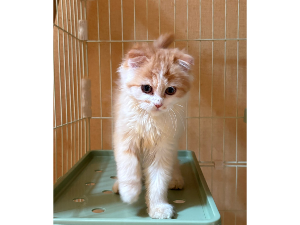 美猫なスコティッシュフォールドの女の子