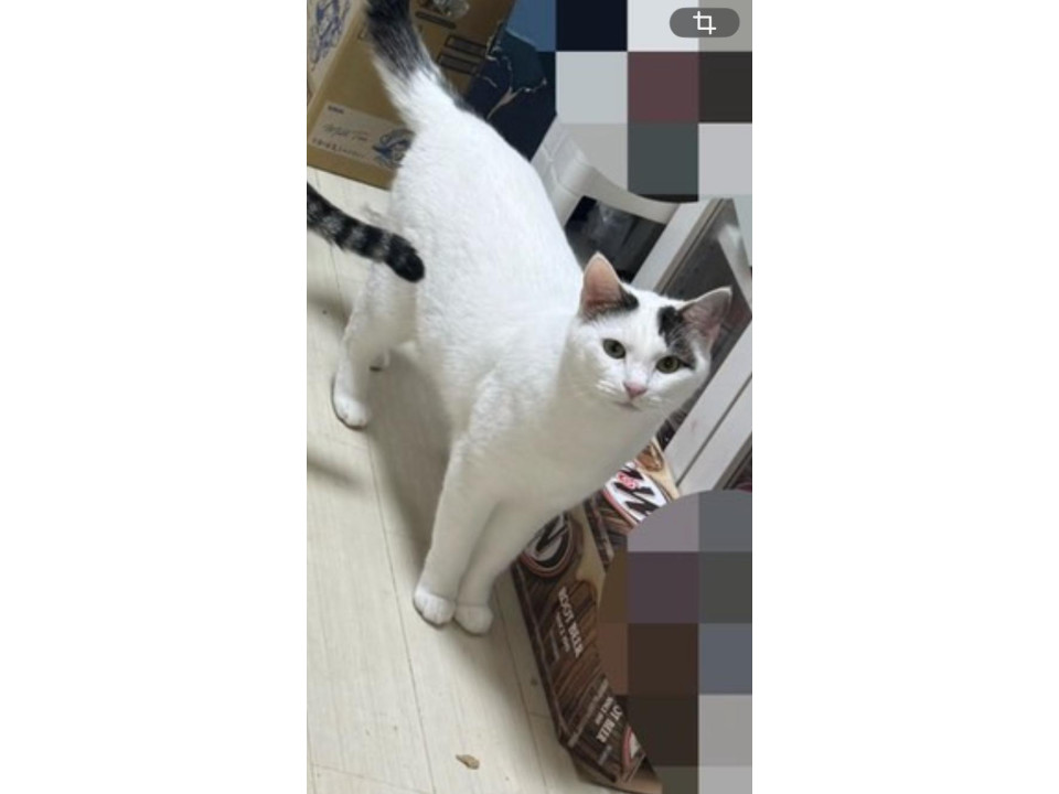 かわいい白猫