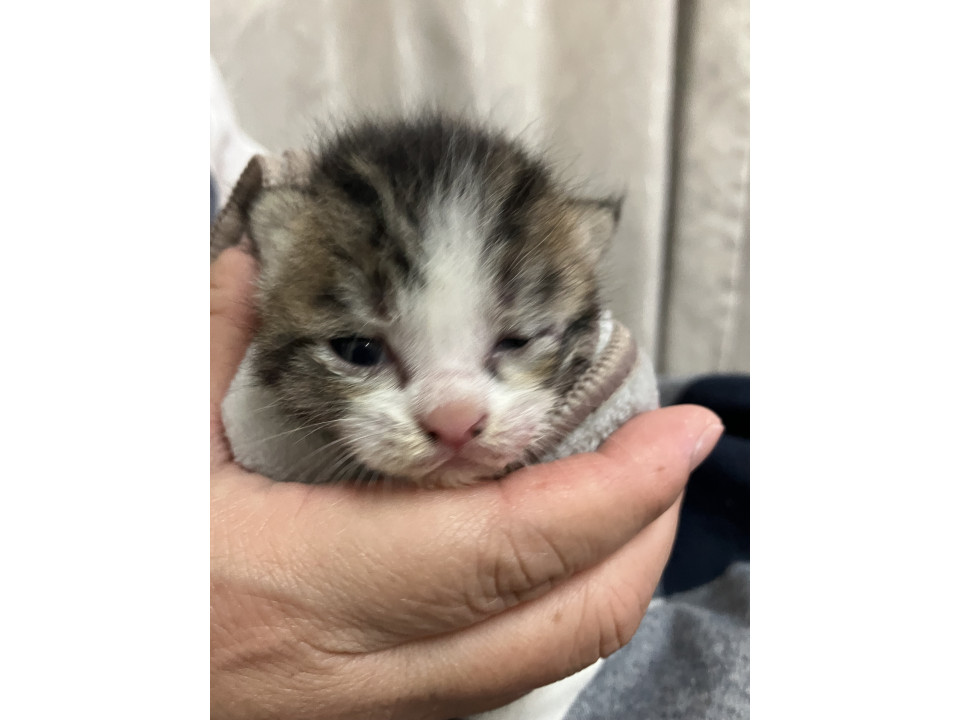 小さな命です