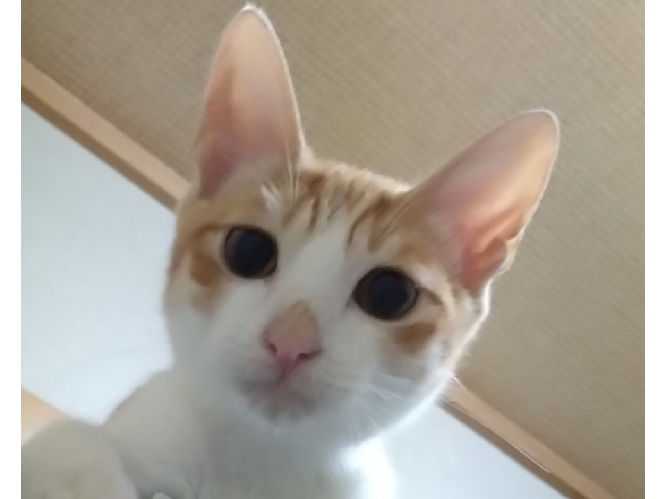 元気いっぱいの甘えん坊茶白仔猫