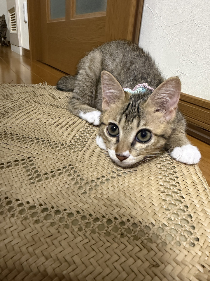 靴下にゃんこ