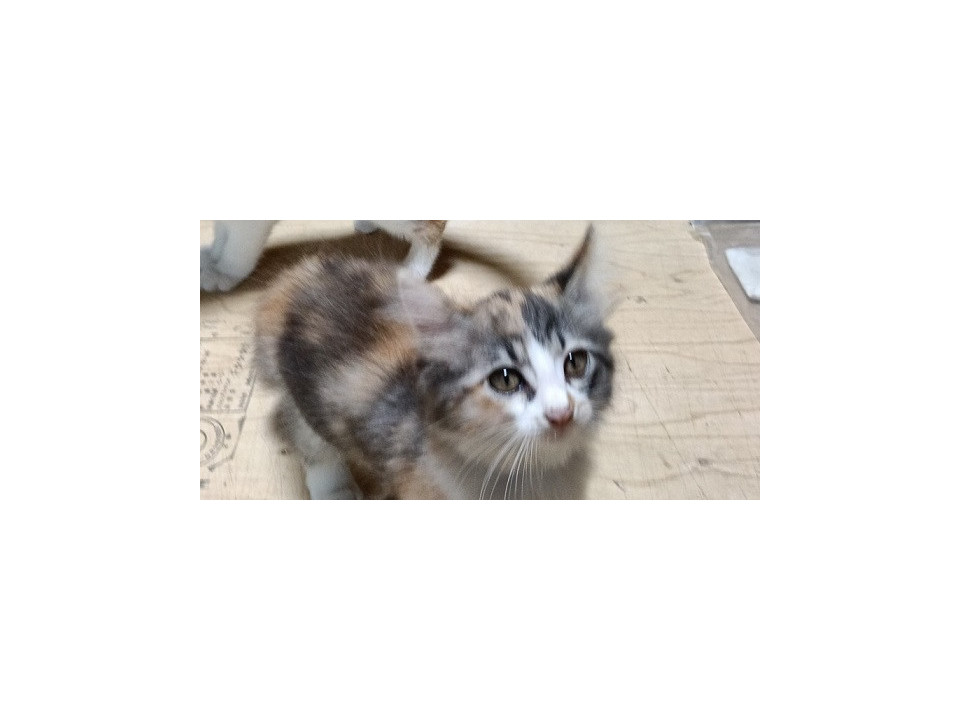 キジトラ　キイロちゃん