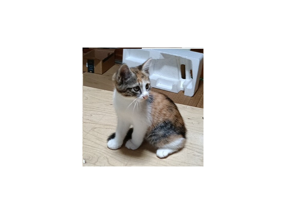 キジトラ　ミドリちゃん