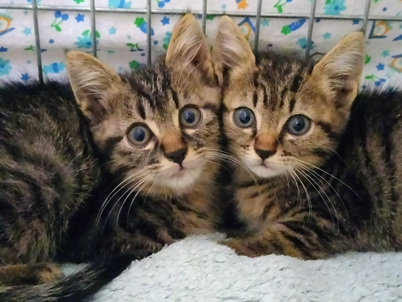 これは…可愛すぎる♡おはぎ兄妹