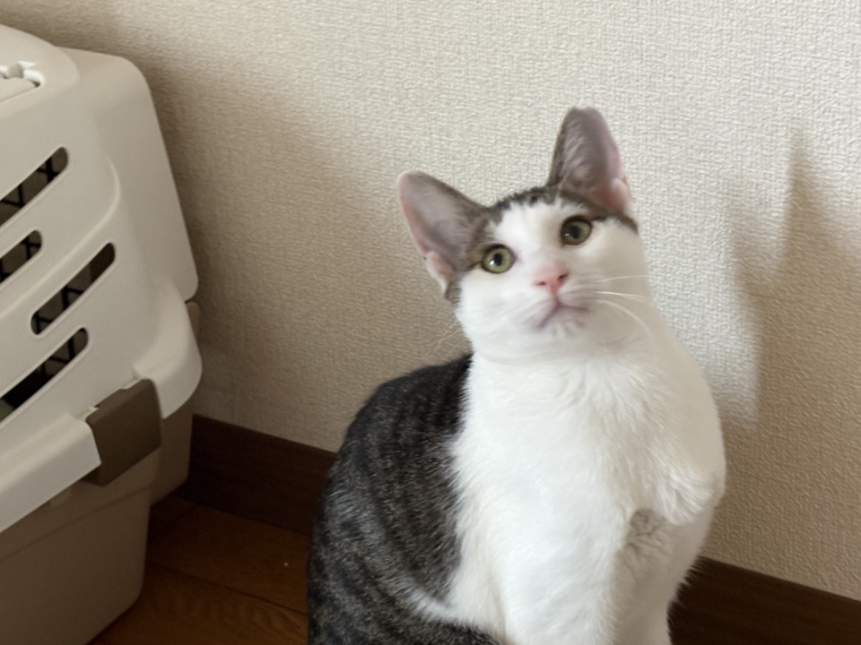 どの猫とも仲良しなジンくん