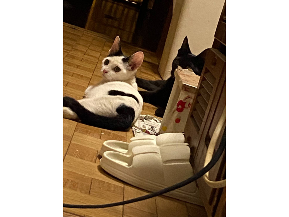 白黒の猫ちゃん♀