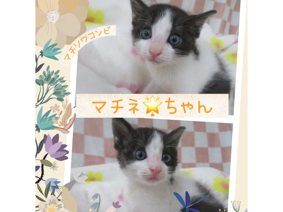 女の子らしくかわ♡甘えんぼうマチネちゃん