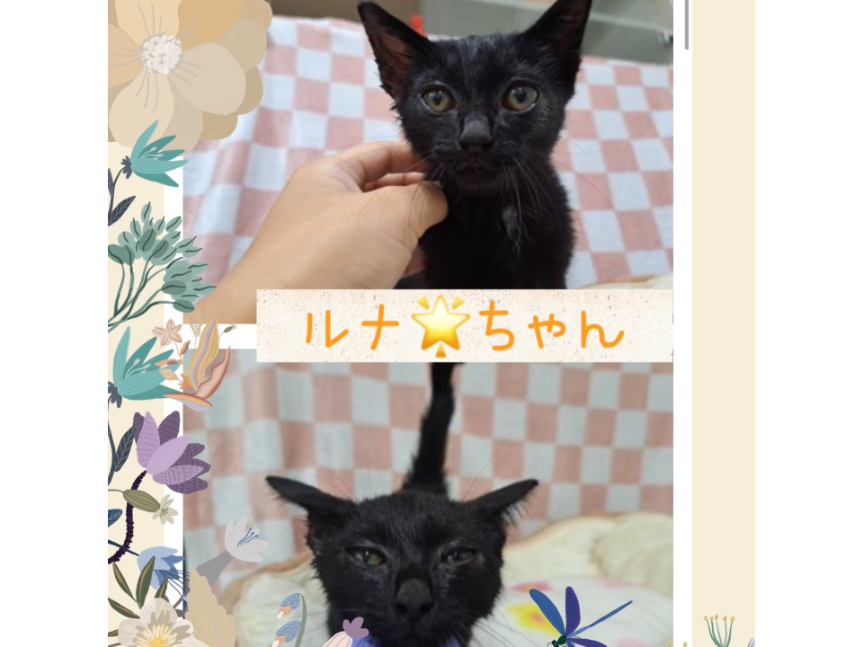 いつもころころあまえんぼう♡ルナちゃん