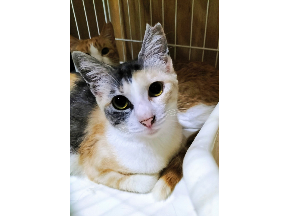 猫好きすぎるパステル三毛◇崩壊レスキュー