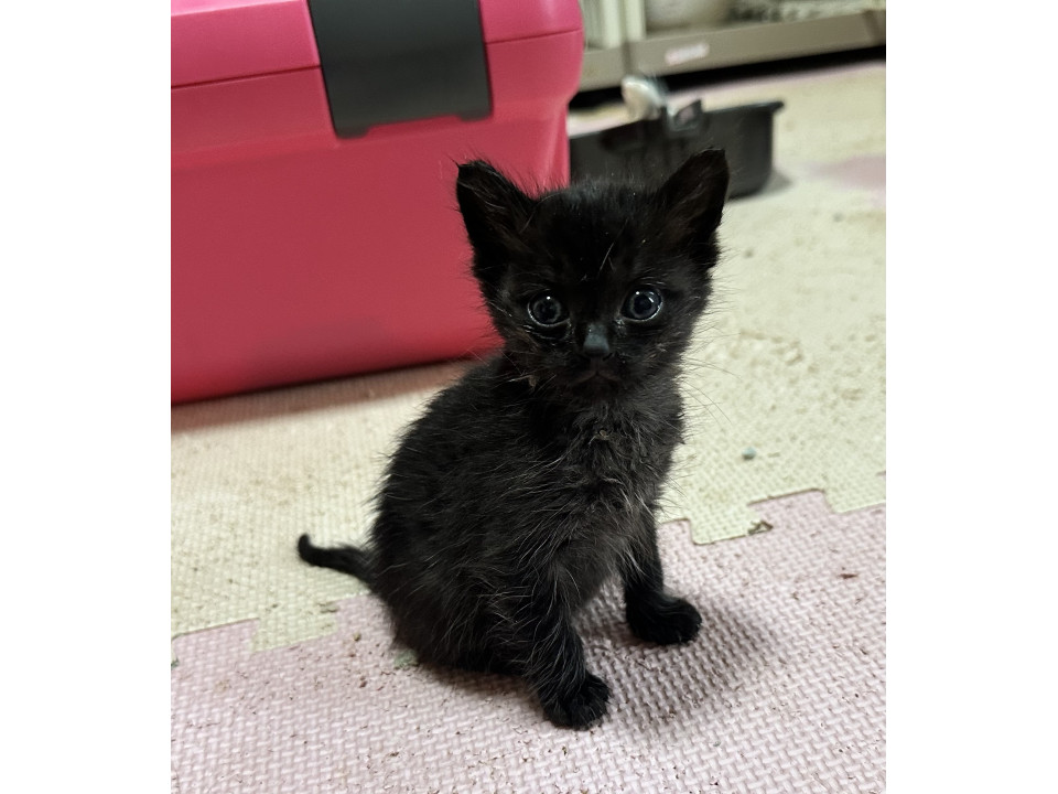 ミルクから育てた⭐︎かわいい黒猫くん