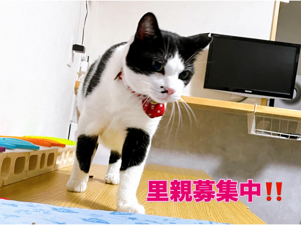 ♡人間大好きハチワレの鍵しっぽちゃん♡