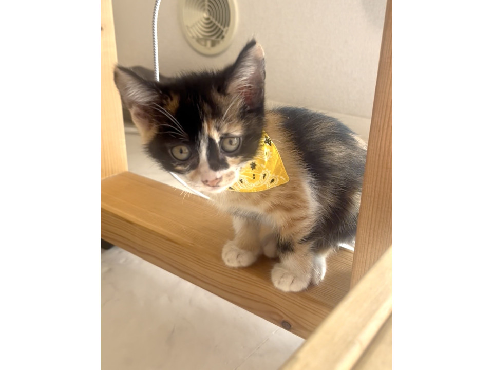 ミニサイズ　天真爛漫なミラちゃん