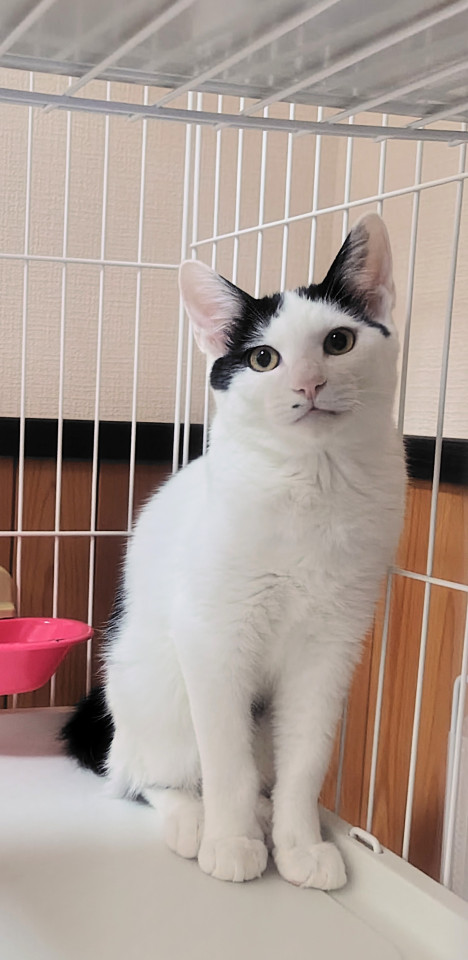 元気な白黒ハチワレくん!!