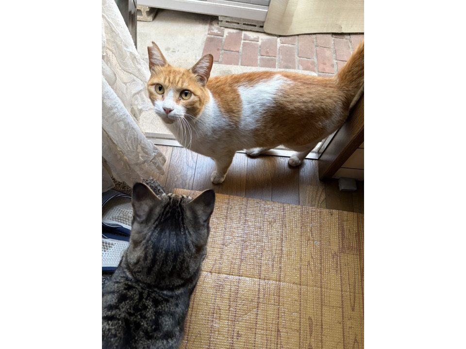 茶白オス　７歳くらい手術済み